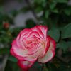 DSC06231-2