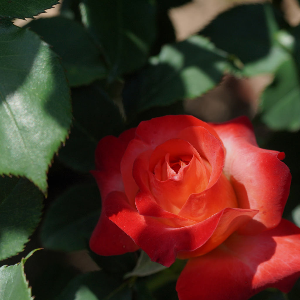 咲き始めた　春バラ　２