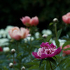 芍薬　2