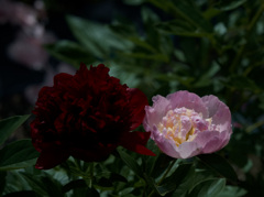 芍薬　5