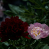 芍薬　5