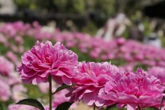 シャクヤク　　華燭の典