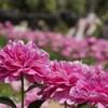 シャクヤク　　華燭の典
