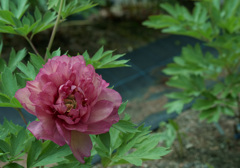芍薬　ヒラリー