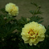 芍薬　7