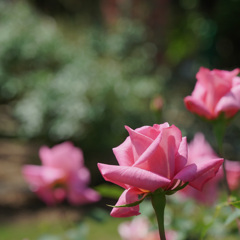 咲き始めた　春バラ　１