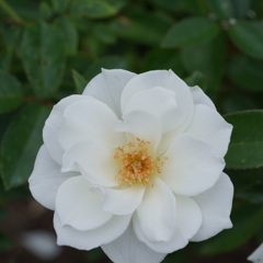 DSC06350-2