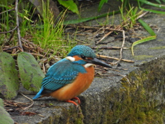 久しぶりのカワセミ君