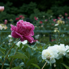 芍薬　6