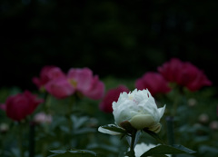 芍薬　8