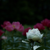 芍薬　8