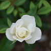 DSC06358