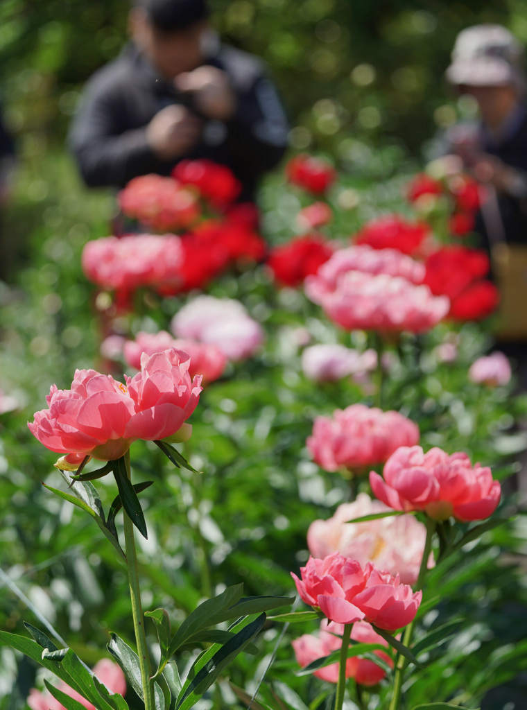 芍薬園の風景　2