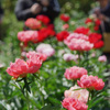 芍薬園の風景　2