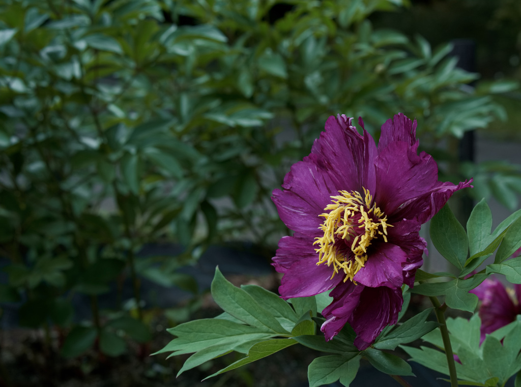 芍薬　モーニングライラック