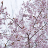 DSC01250-1