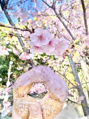 桜ドーナツ