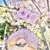 桜ドーナツ