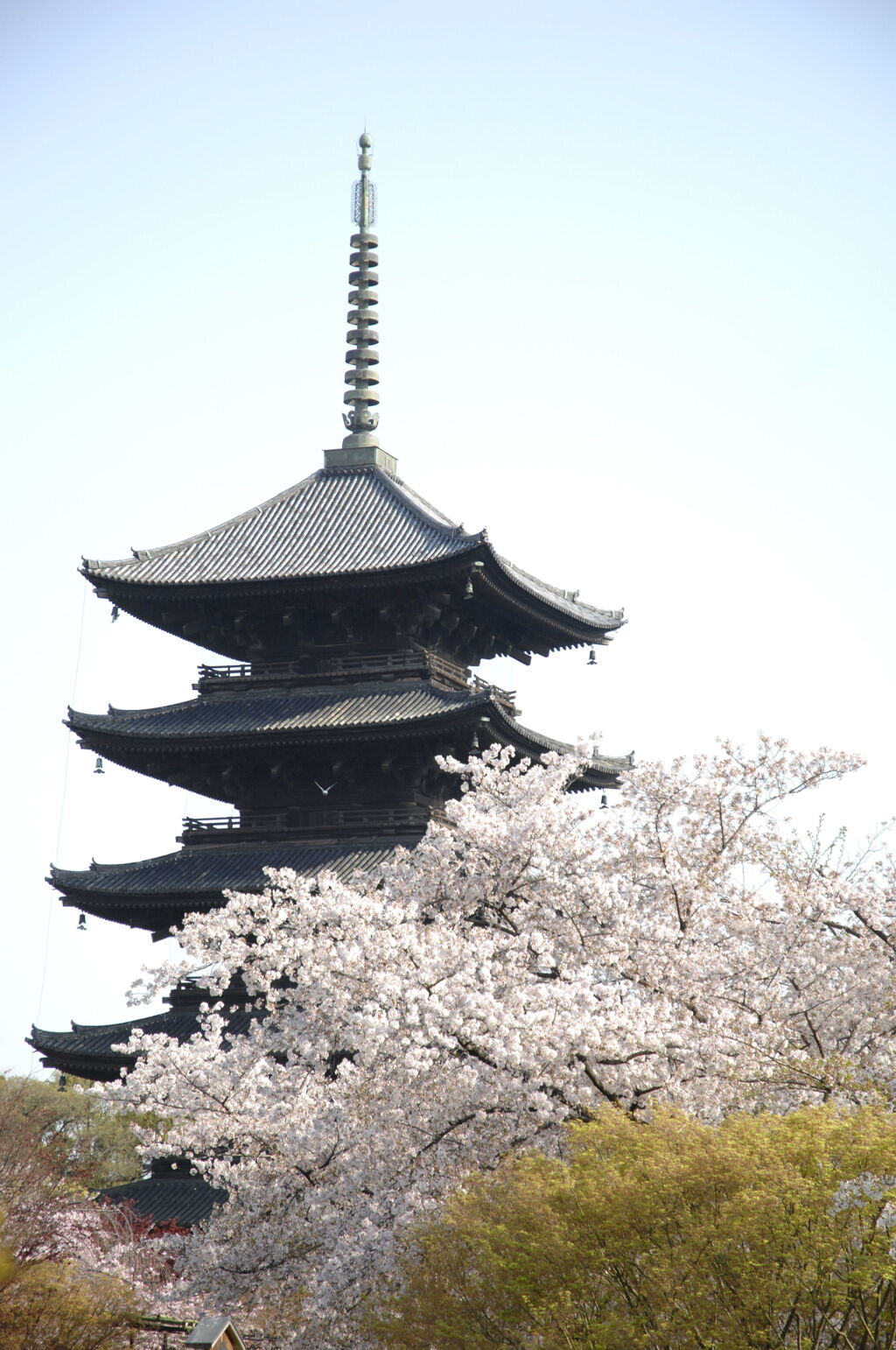 京桜