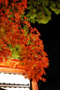 夜八坂
