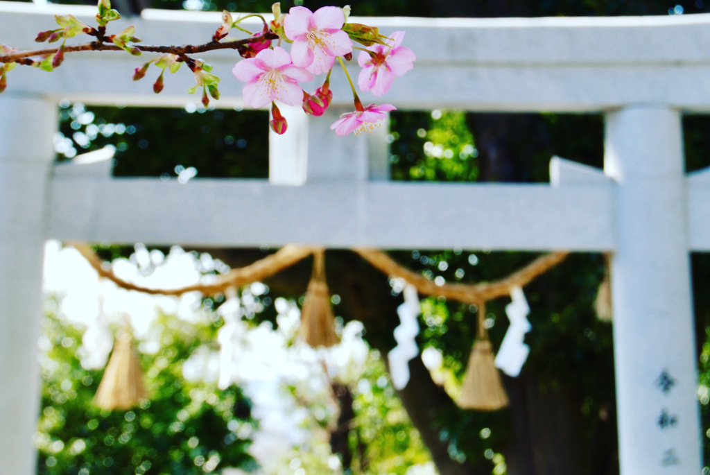 桜の鳥居