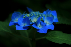紫陽花3