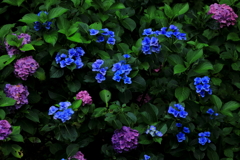 紫陽花1