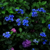 紫陽花1