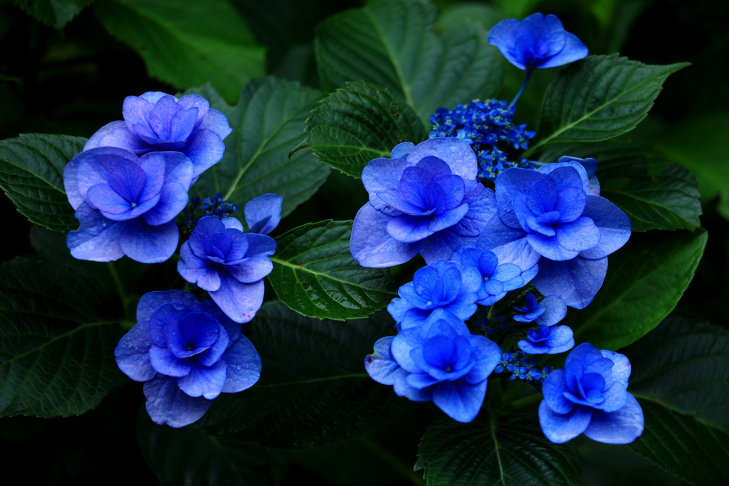 紫陽花2
