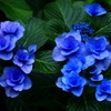 紫陽花2