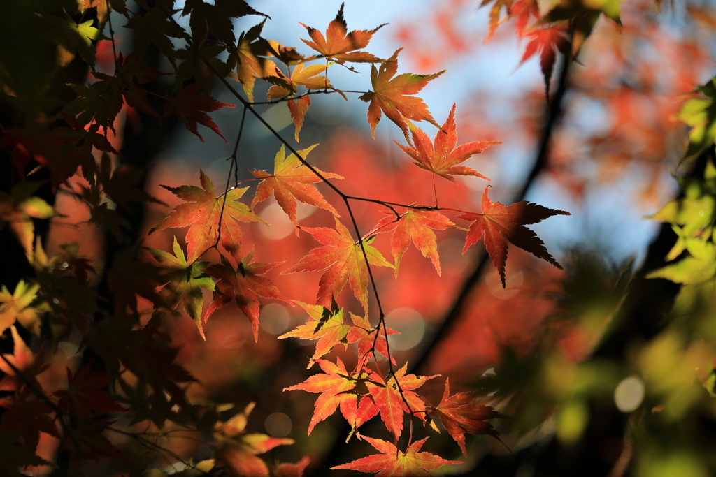 箕輪ダム もみじ湖の紅葉