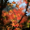 箕輪ダム もみじ湖の紅葉