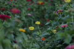 百日草