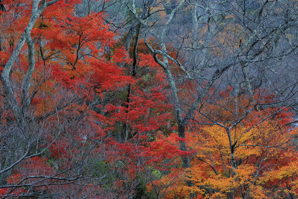 高遠城址の紅葉