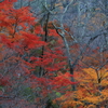 高遠城址の紅葉