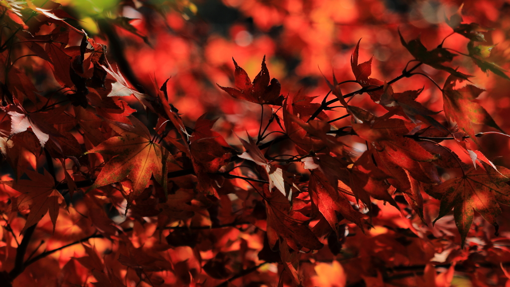 紅炎