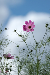 秋桜