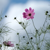 秋桜