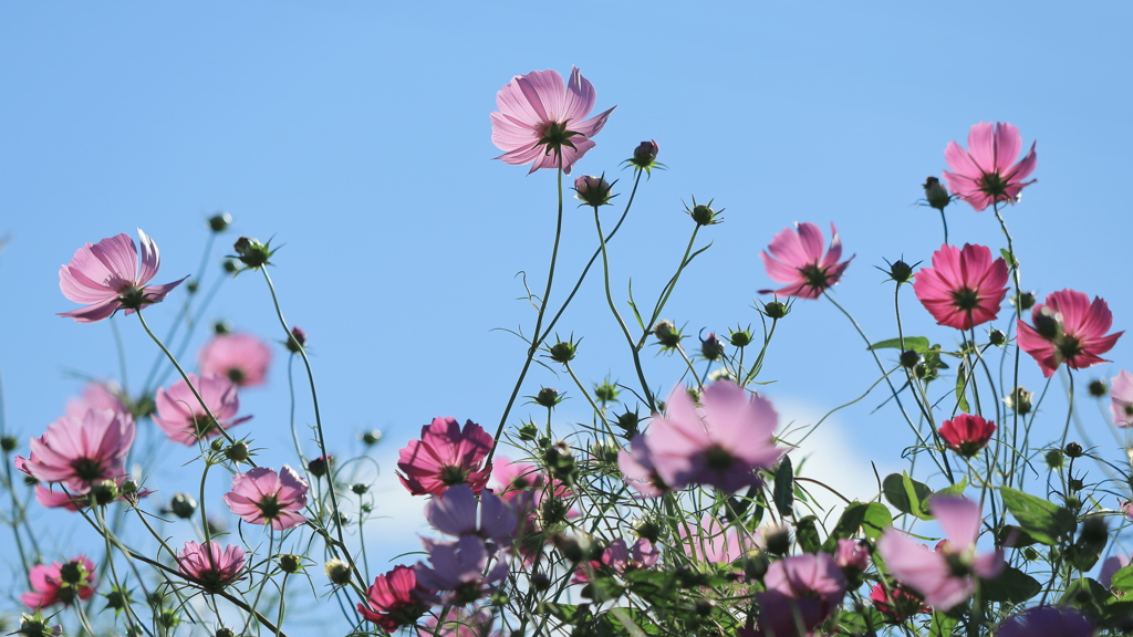 秋桜