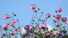 秋桜