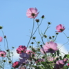秋桜