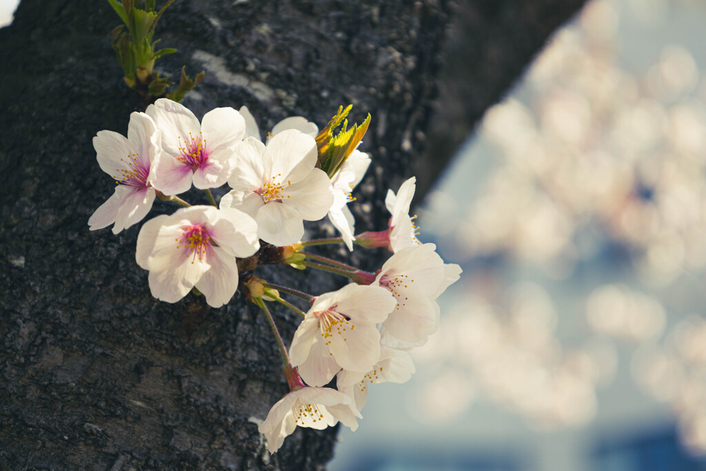 sakura