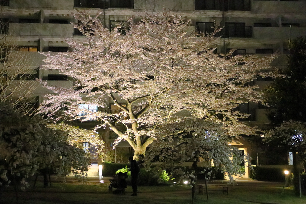 夜桜