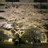 夜桜