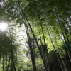 竹林