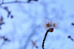 sakura