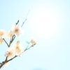 春の光