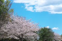 桜と空