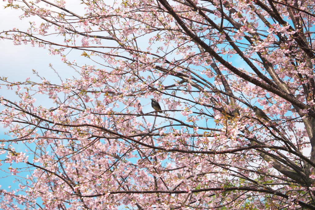 桜とムクドリ