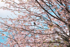 桜とムクドリ